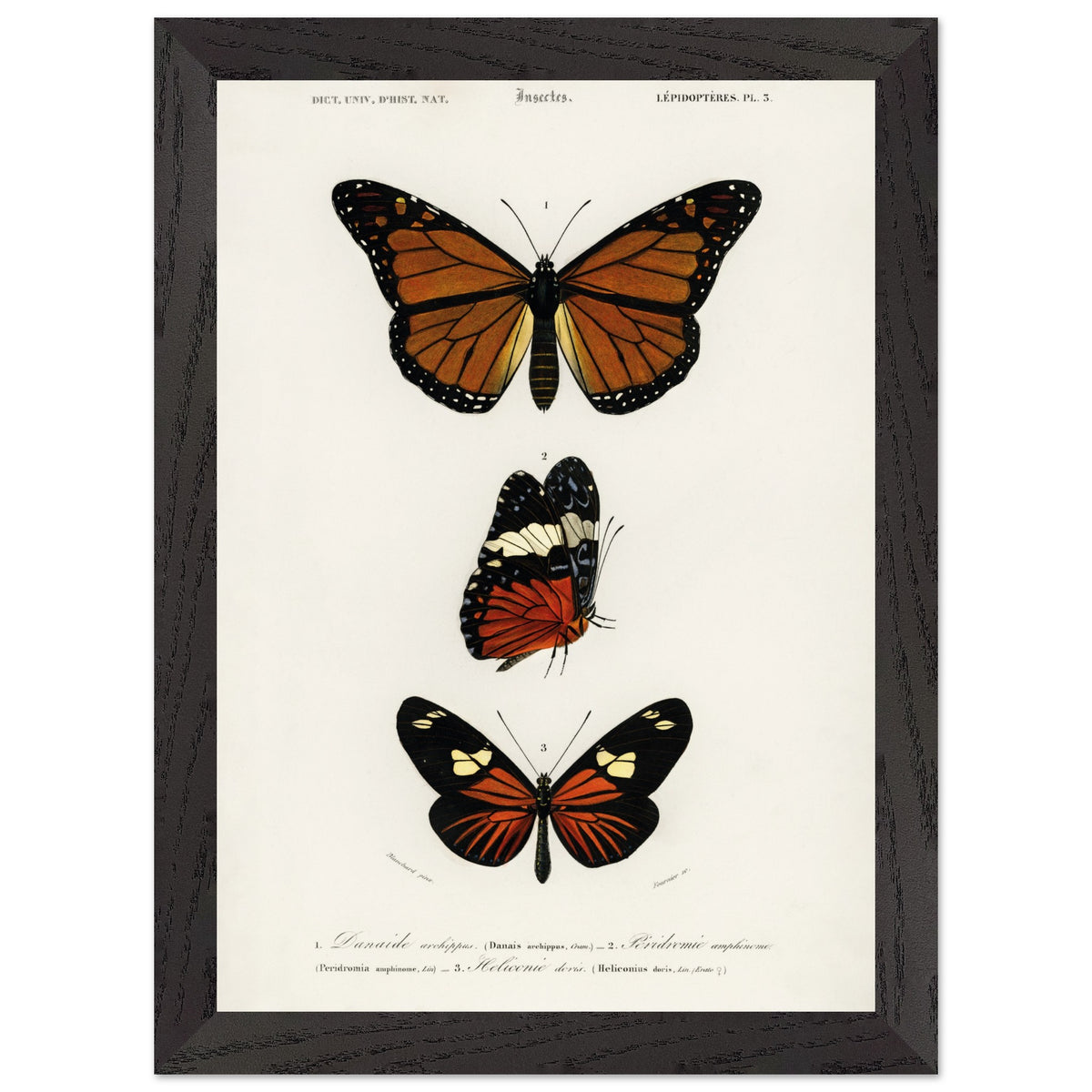 Artfulprints Poster met Lijst Charles Dessalines d'Orbigny - Butterfly  - A4 21x29.7 cm - Bruin