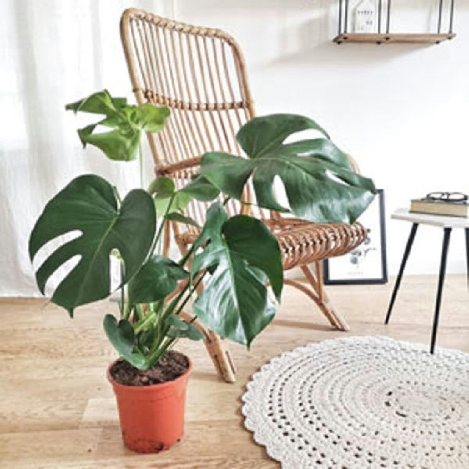 MONSTERA DÉLICIOSA - Monstera plante d'intérieur sans cache-pot