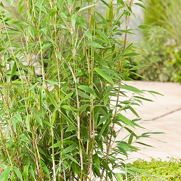Bambou parapluie 'Jumbo' - Fargesia murieliae 'Jumbo'- 50- 60 cm pot