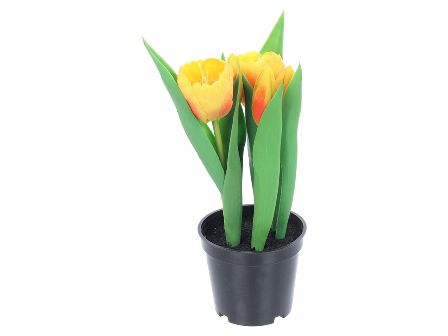 Tulipan w doniczce 24 cm pomarańczowy