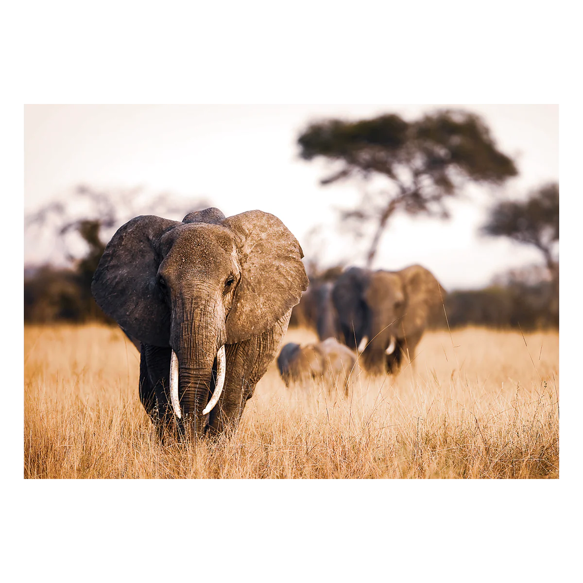 Tableau en verre ELEPHANT coloris brun