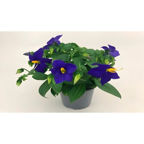 Blaues Lieschen Exacum affine