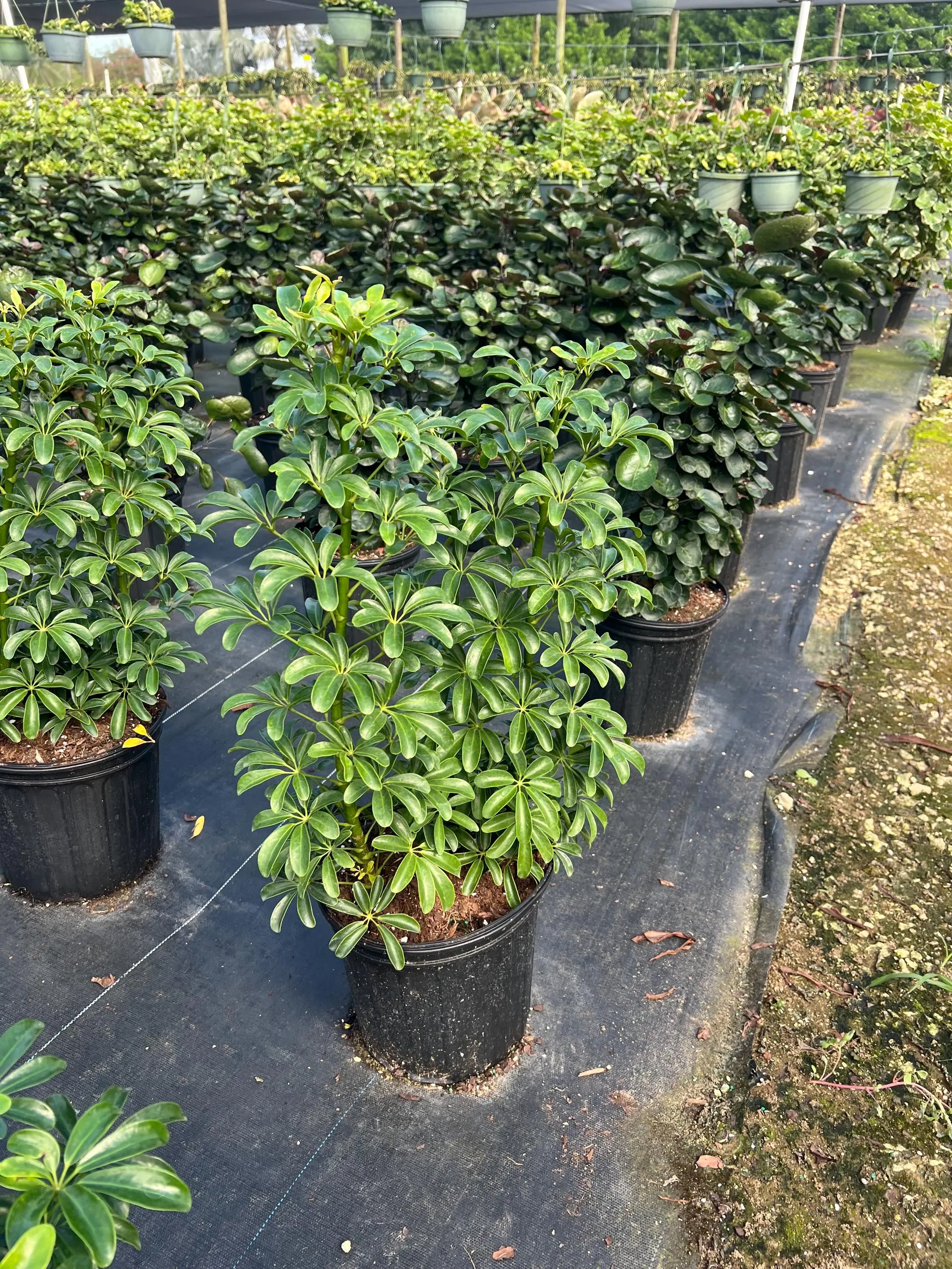 Arboricola Mini | Dwarf Umbrella Tree | Live Indoor & Outdoor Tropical Houseplant | Home and Office Decor | Rooted Easy-Care Plant in 8