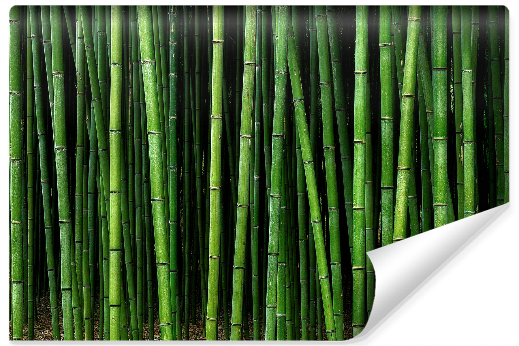 Fototapeta Tropikalne Drzewa BAMBUS Azja 90x60cm