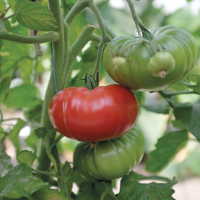 Tomat 'Delicious'