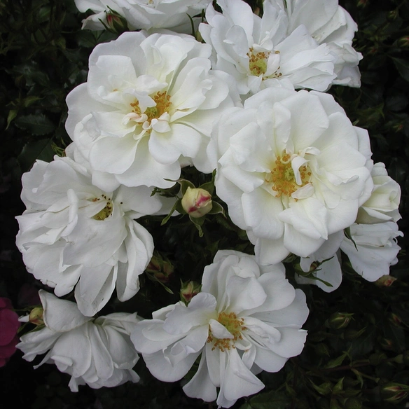 Kleinstrauchrose, C 5, Kordes, Rigo-Rose, weiss