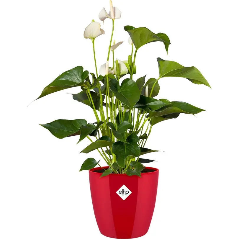 Blumentopf Brussels Diamond