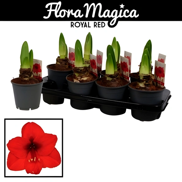 Ritterstern, Amaryllis Hybriden, Blütenfarbe: rot