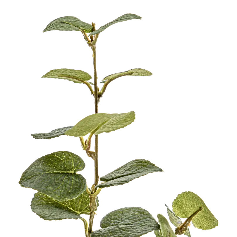Dekozweig Eukalypa
