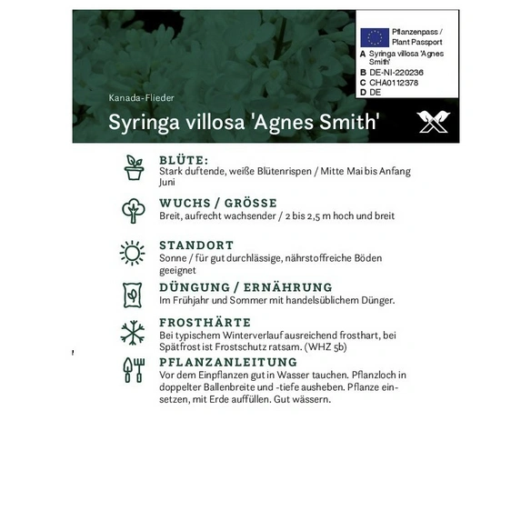 Flieder, Syringa josiflexa »Agnes Smith«, Blätter: grün, Blüten: weiß