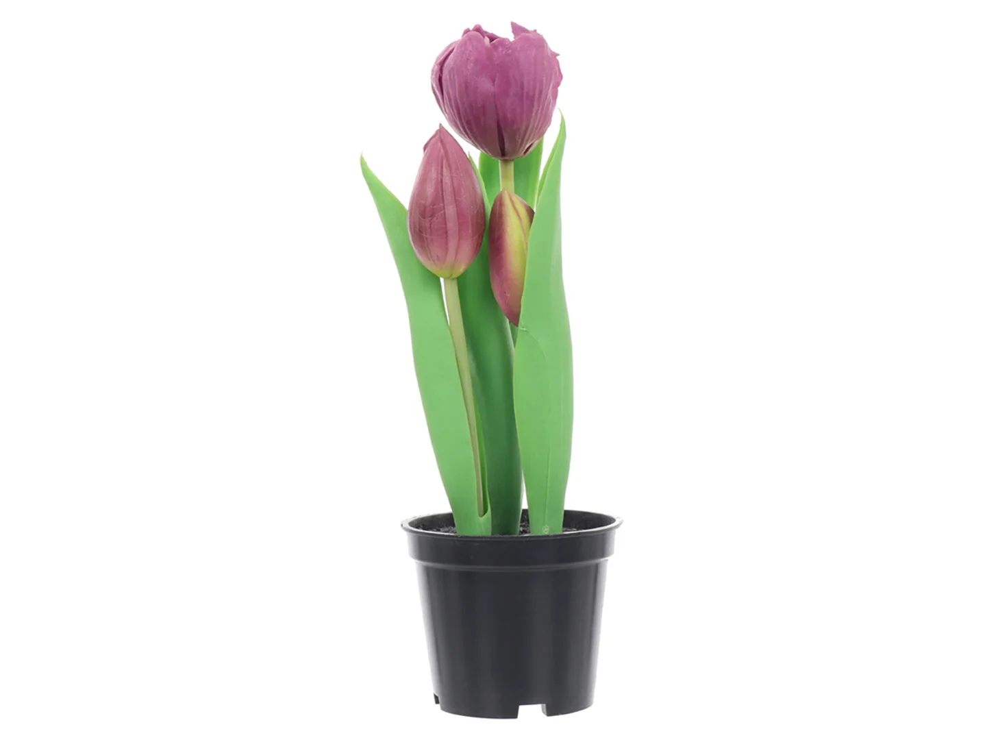 Tulipan w doniczce 24 cm fioletowy