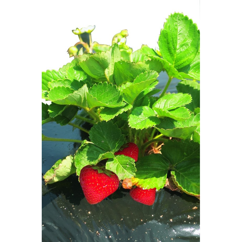 Film de paillis spécial fraises 1,40 x 10 m NORTENE