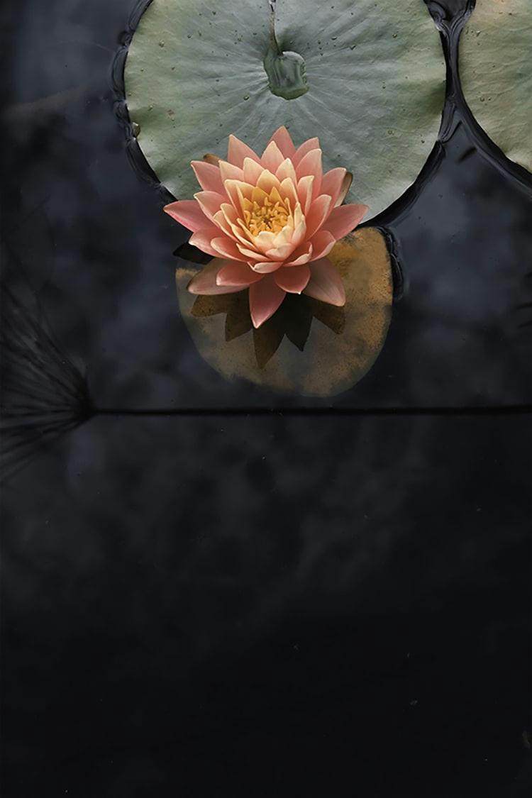 SE REVEILLER DOUCEMENT - Photographie d'art de Zoé Pignolet 40x60 cm sur alu