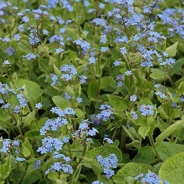 6 x Brunnera sibirica - godet 9cm x 9cm