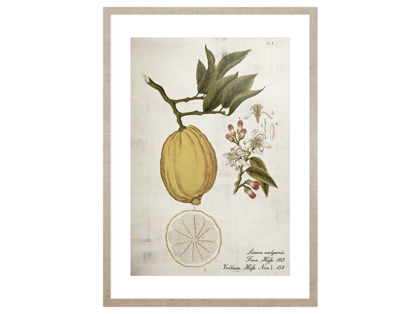 Obraz w ramie Lemonade Life Cycle 53x73 cm