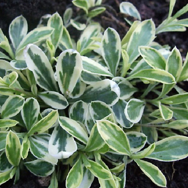 6 x Arabis ferdinandi-coburgii - Arabis ferdinadi-coburgii 'Variegata'- godet 9cm x 9cm