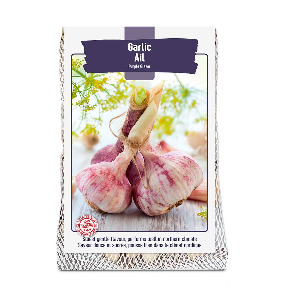 Bulbs Are Easy, Purple Glazer Fall Garlic  Bulb, Ready to Plant for your Home Garden