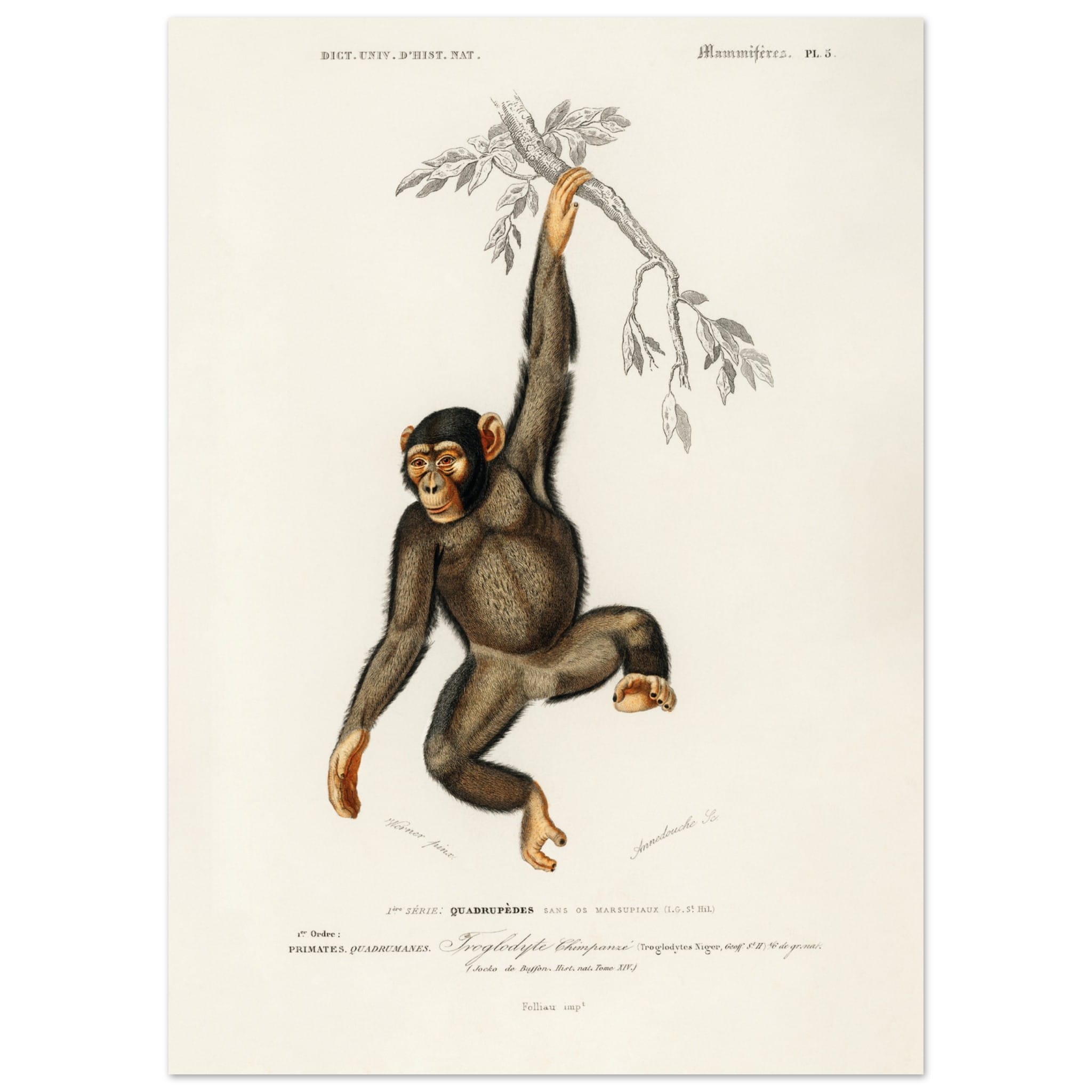 Artfulprints Poster Charles Dessalines d'Orbigny - Chimpangze (troglodyte chimpanze)  - 50x70 cm - Bruin