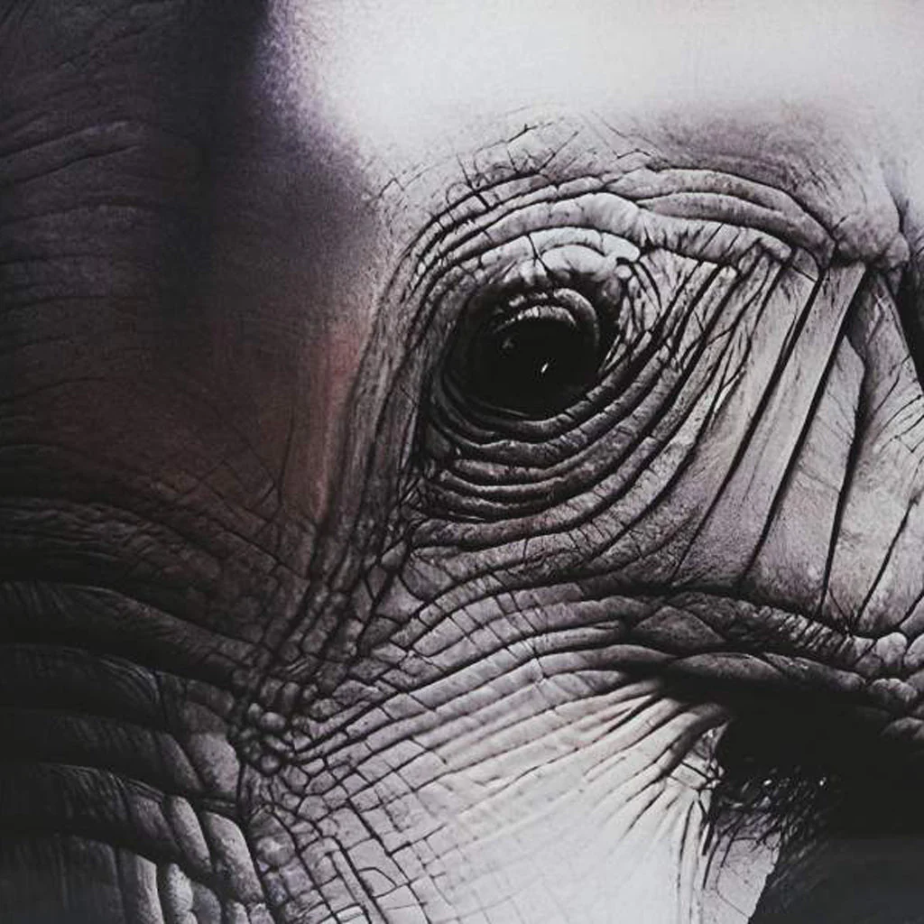 Quadro Vidro Elefantes 150x100