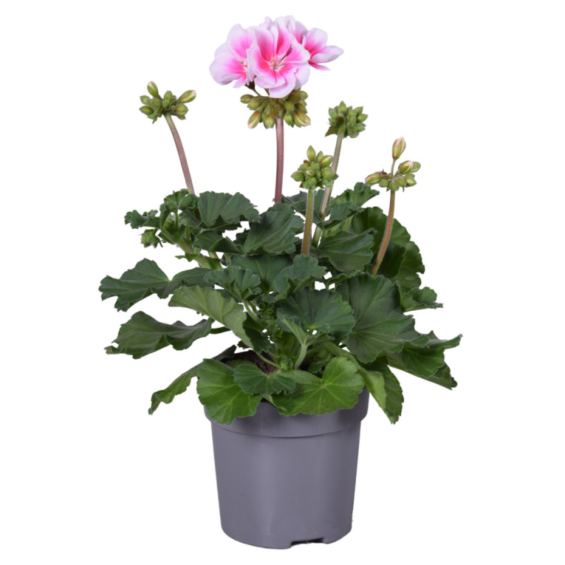 Géranium zonale mix en pot