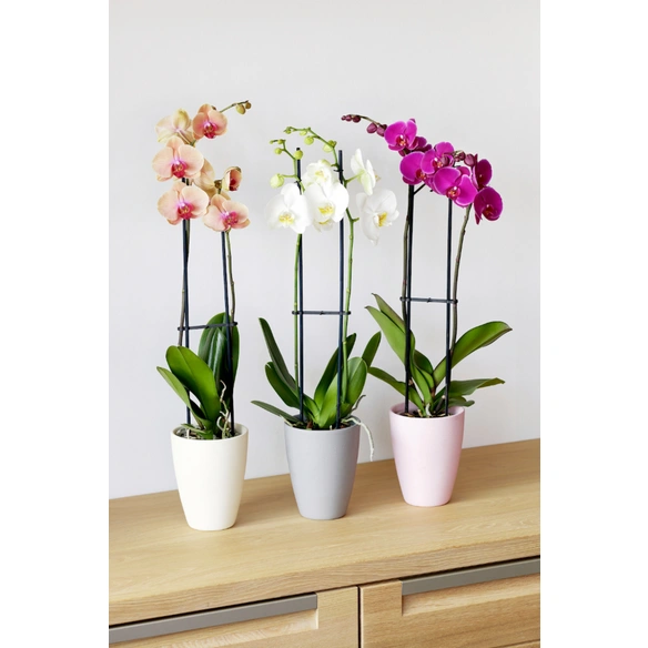 Schmetterlingsorchidee, Phalaenopsis , Blüte: mehrfarbig, mit 2 Trieben