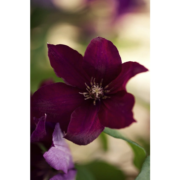 Waldrebe, Clematis »Rouge Cardinal«, rot, winterhart