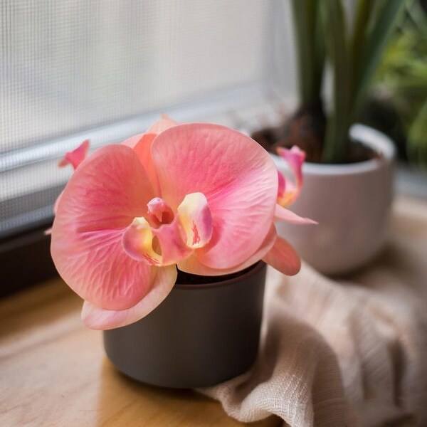 RusticReach Mini Real Touch Potted Orchid in Peach Pink