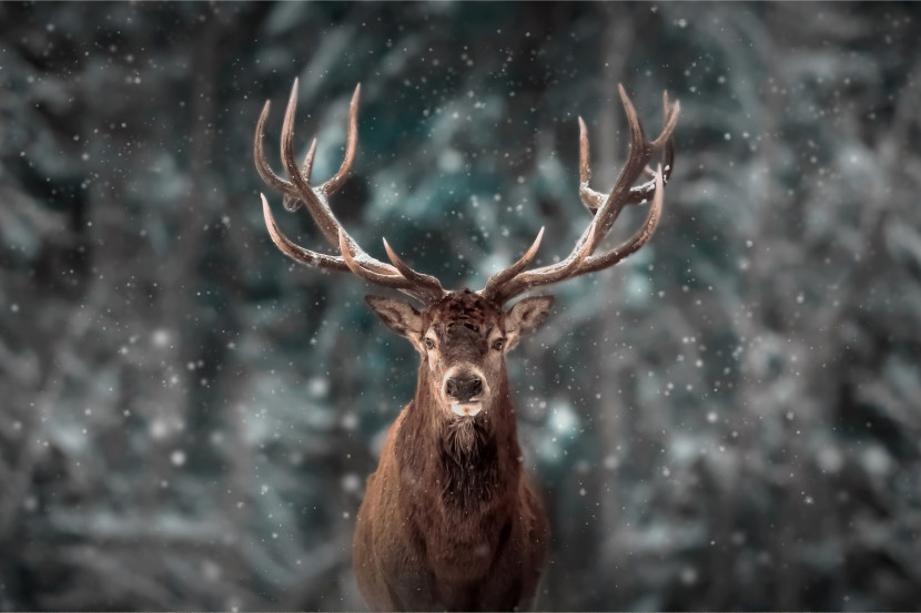 Fototapeta JELEŃ Zimowy Pejzaż Natura 3D 90x60cm