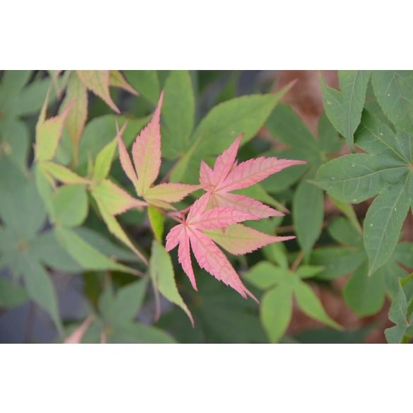Japanischer Fächerahorn, Acer palmatum »Osakazuki«, Blätter: grün