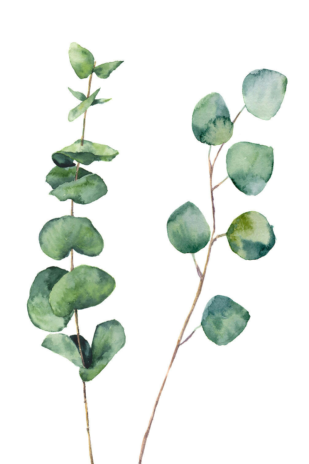 - Tableau nature aquarelle feuille d'eucalyptus toile imprimée 30x50cm