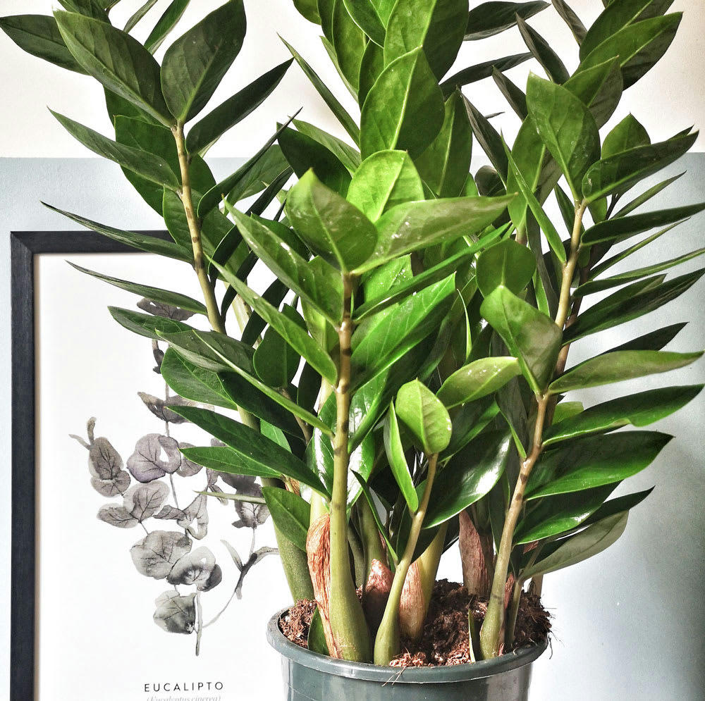 PLANTE ZZ - Plante d'intérieur facile d'entretien avec cache-pot