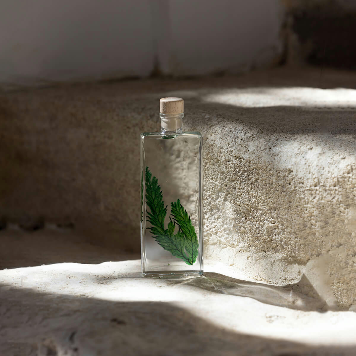 HERBARIUM DE THEOPHILE - Plante immergée Fougère Colombienne