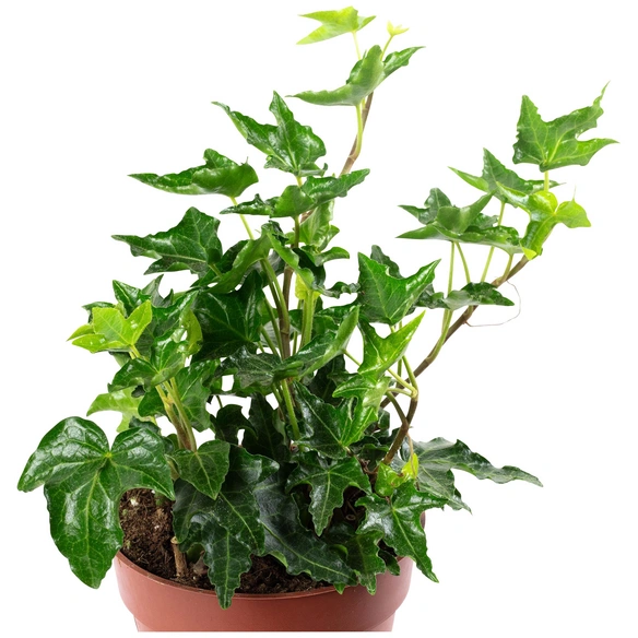 Efeu, Hedera helix, im Kunststoff-Kulturtopf