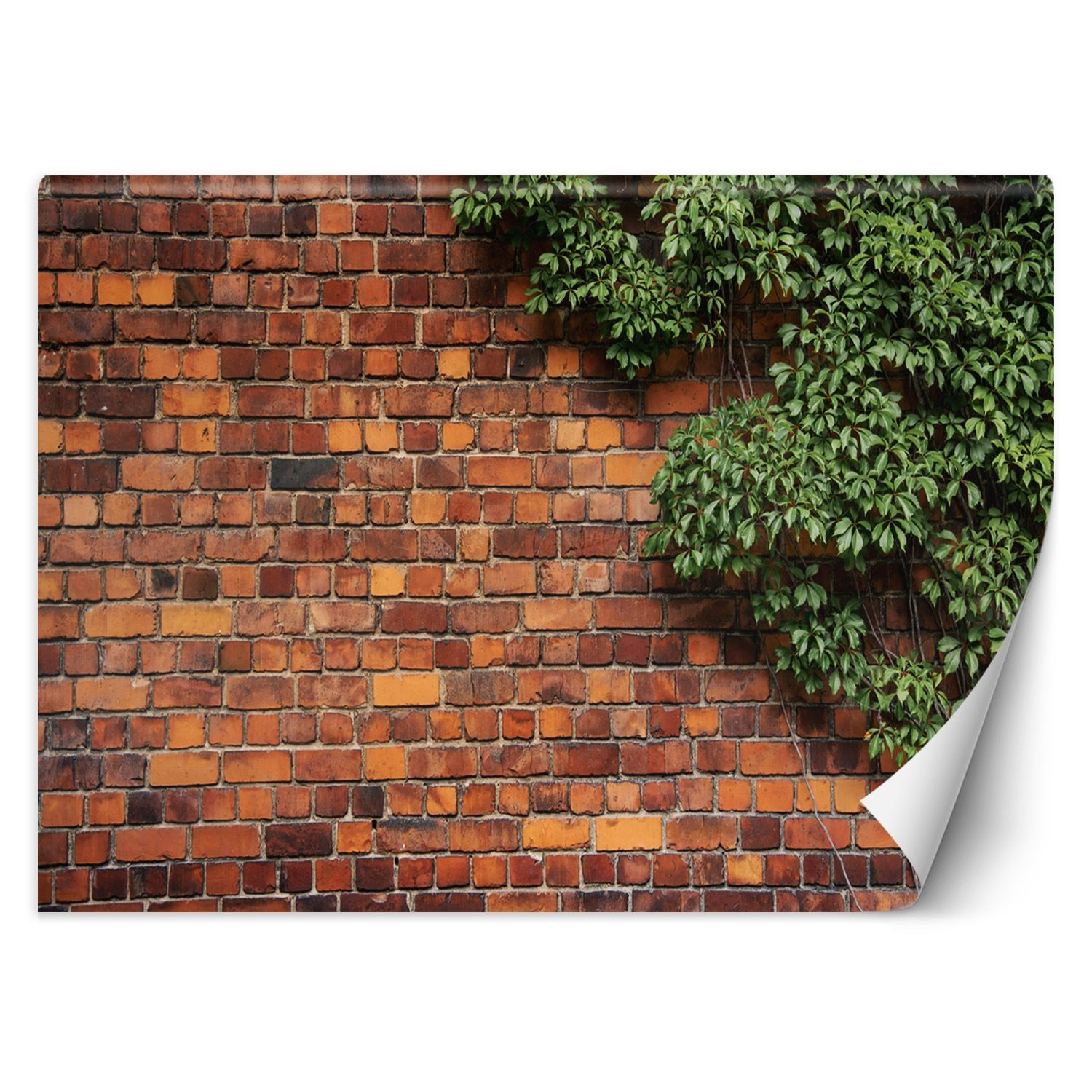 Feeby Fototapeta, Mur z cegły rośliny 150x105