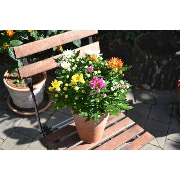 Chrysantheme, Dedranthema Hybriden »Rock ´n Roll«, Blüte: mehrfarbig
