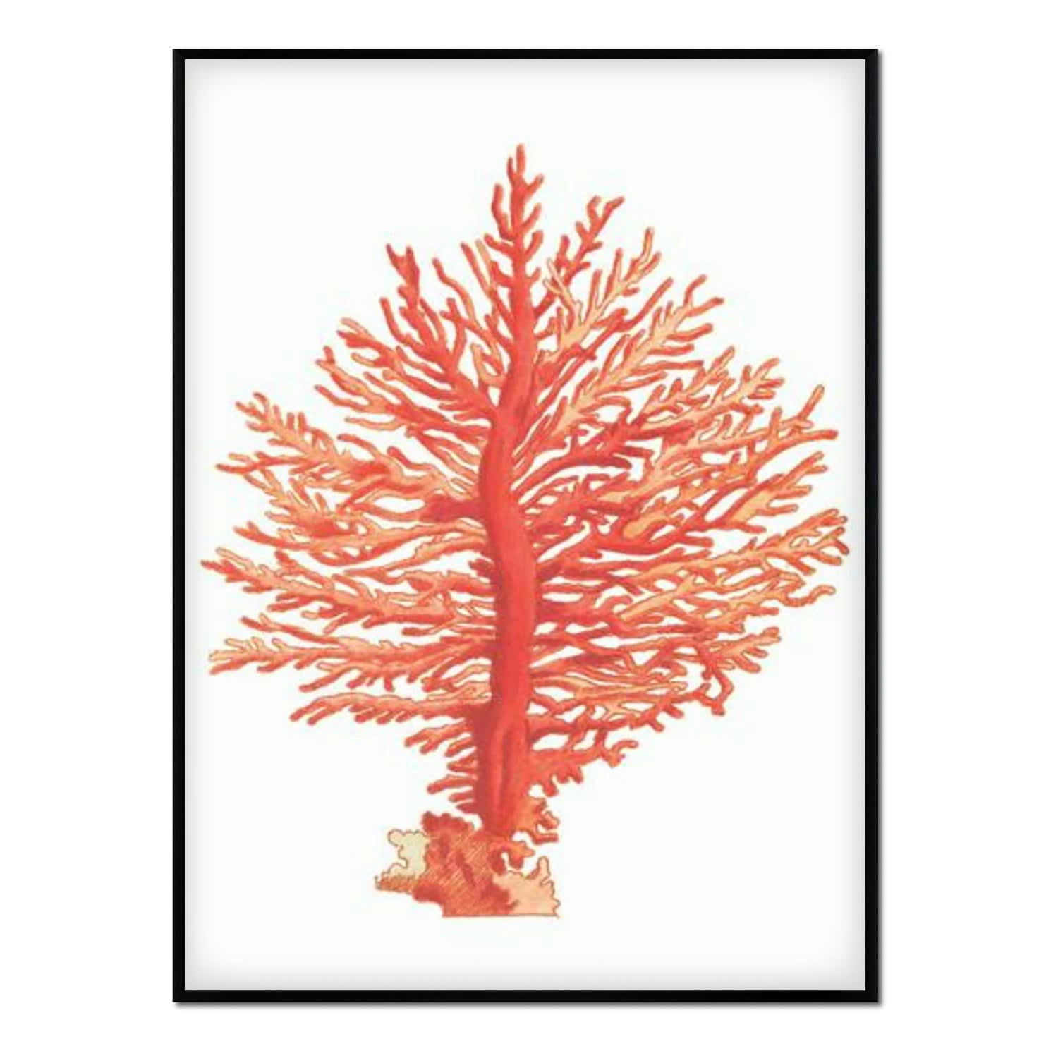 CORAL - Affiche avec cadre noir - Corail - 30x40