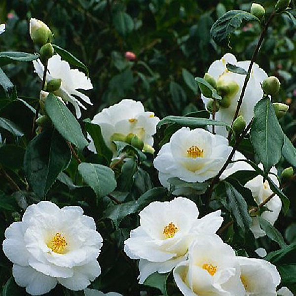 2 x Camélia Blanc - Camellia japonica- 40-50 cm pot