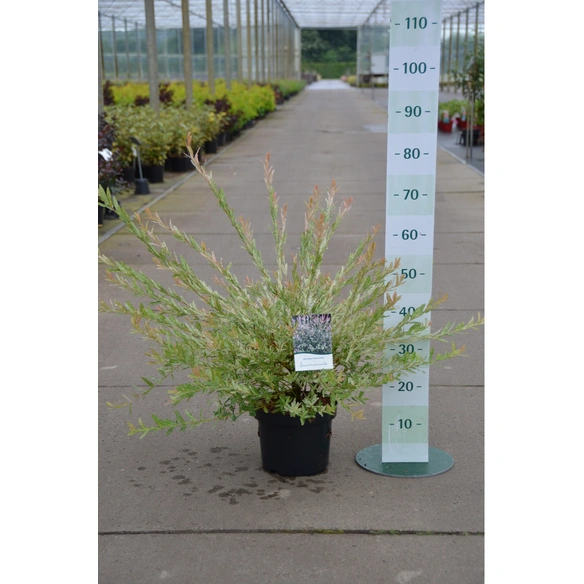 Buntblattweide, Salix integra »Hakuro Nishiki«, Blätter: mehrfarbig
