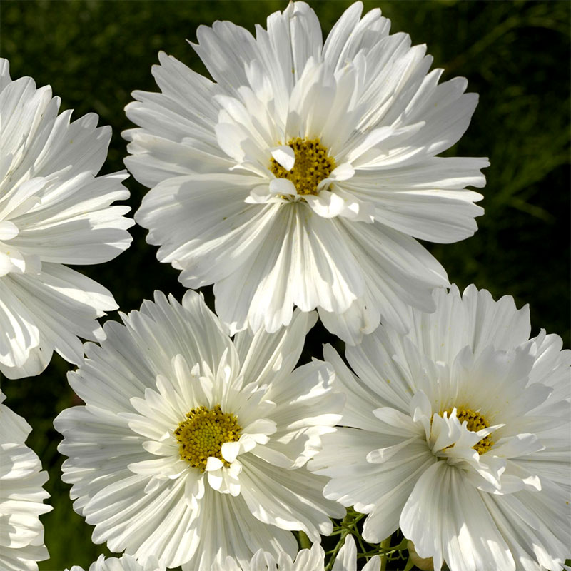 Rosenskära 'Fizzy White'