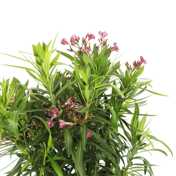 Rosenlorbeer, Nerium Oleander