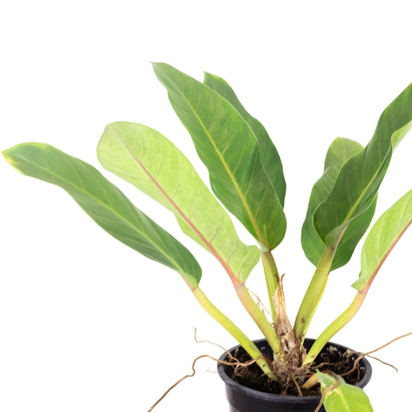 Baumfreund, Philodendron Martianum