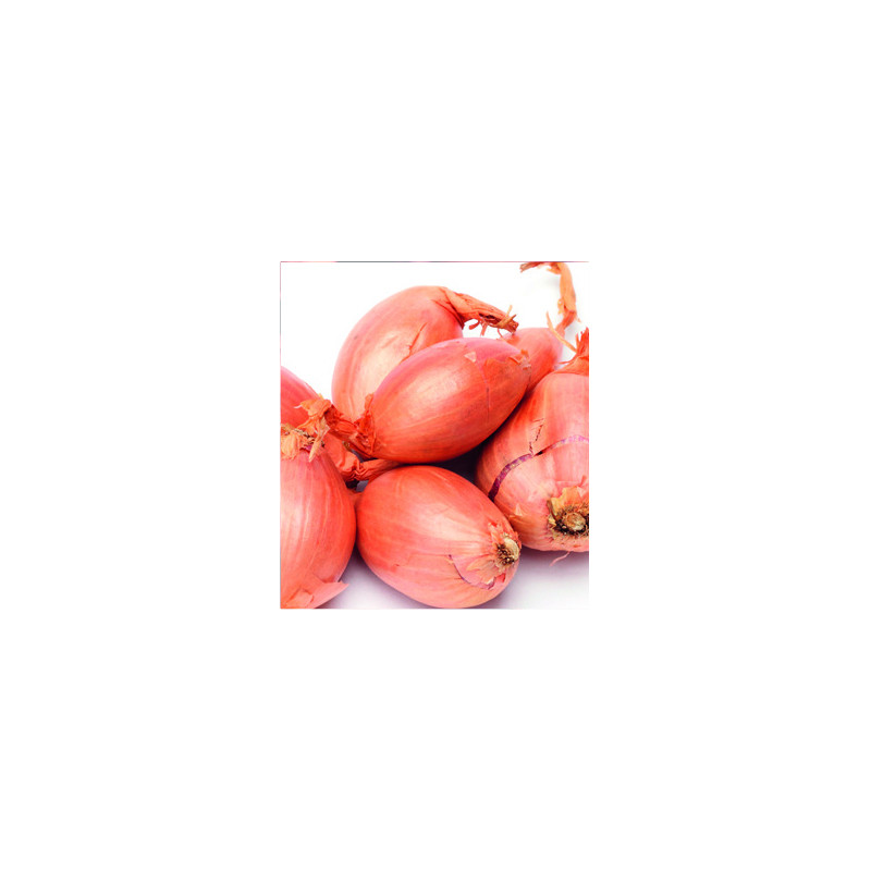 Bulbes d'échalotes Jermor 0,5 kg VILMORIN