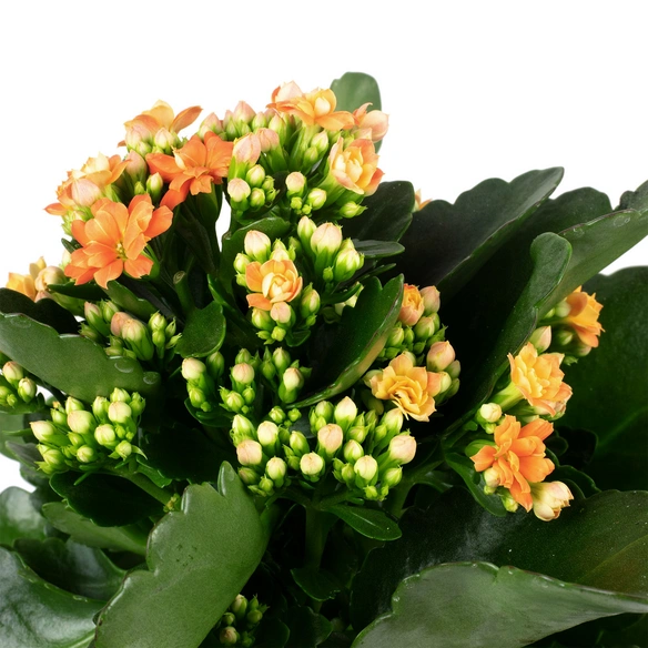 Flammendes Kaethchen, Kalanchoe blossfeldiana »Calandiva«, Blütenfarbe: orange