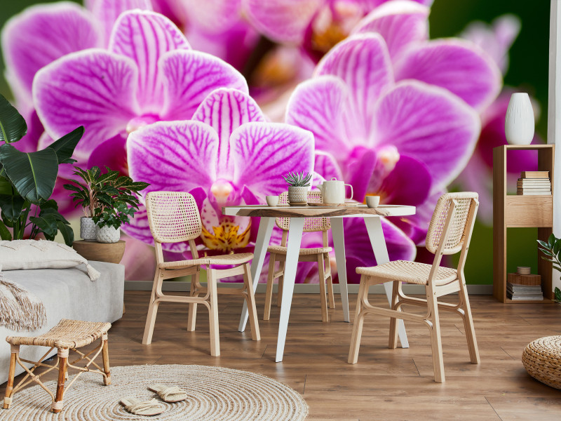 Fototapeta Bukiet Orchidei 100x70cm