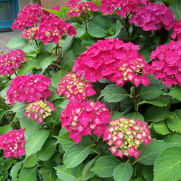 2 x Hortensia 'Glowing Embers' - Hydrangea macrophylla 'Glowing Embers'- 25-30 cm pot