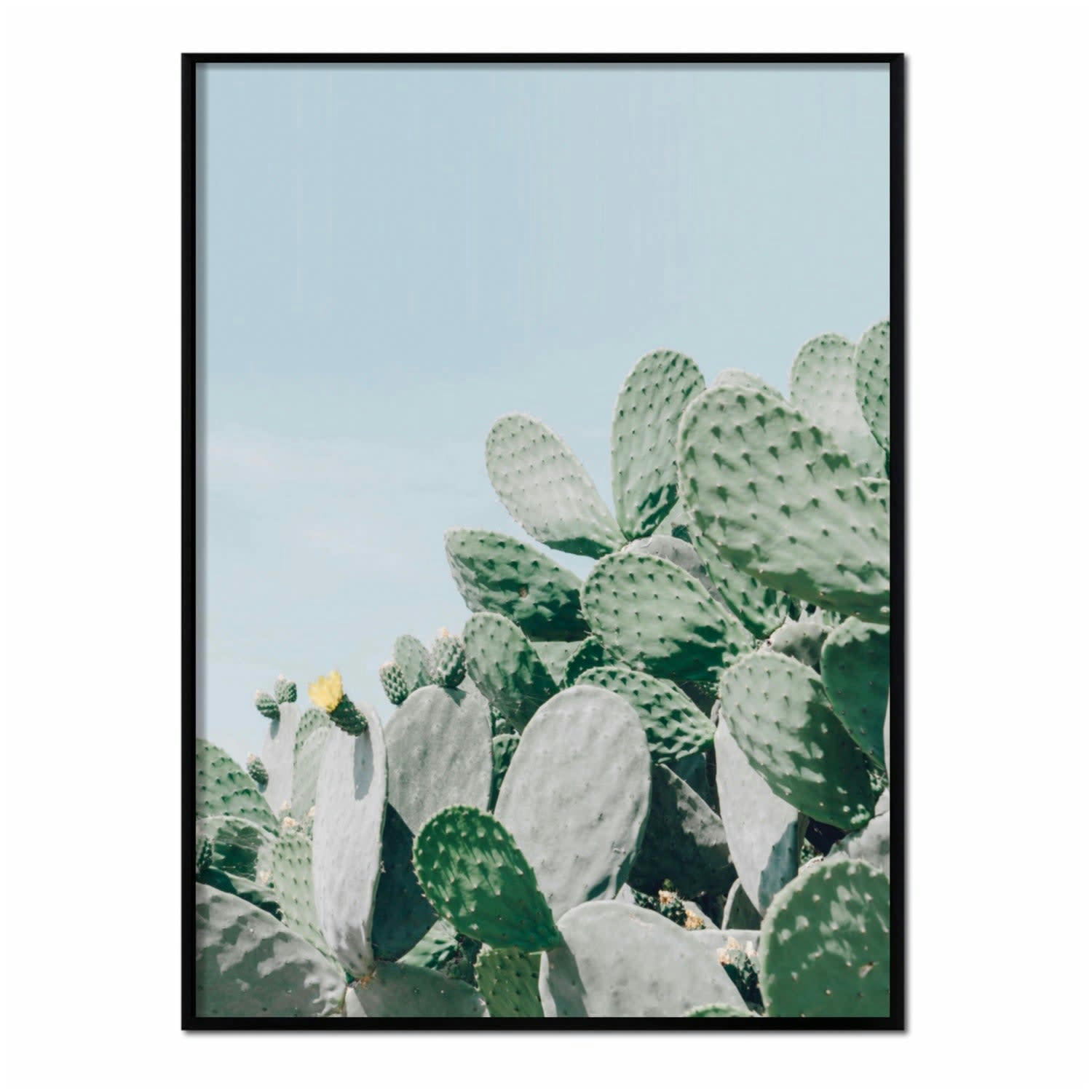 CACTUS - Affiche avec cadre noir - Plantes de cactus - 50x70