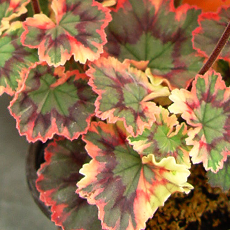 Zonalpelargon 'Ray Bidwell'