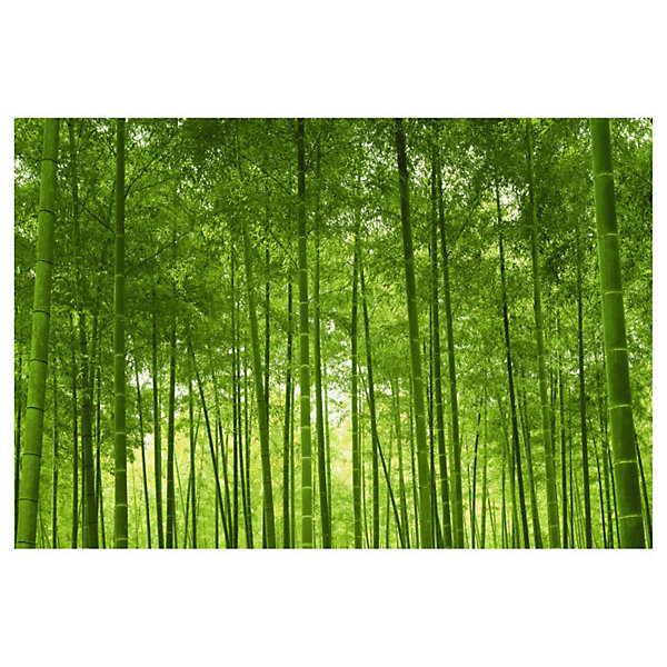 Papier peint intissé FORET DE BAMBOUS 400 x 270 cm (LxH) - Tapisserie murale panoramique XXL, Made in France par Scenolia