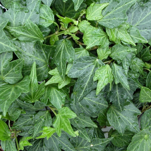 Efeu, Hedera helix »Green Ripple«, winterhart