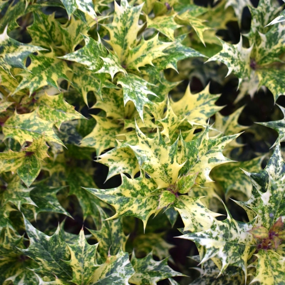 Pflanze, Osmanthus heterophyllus; H 30-40 cm